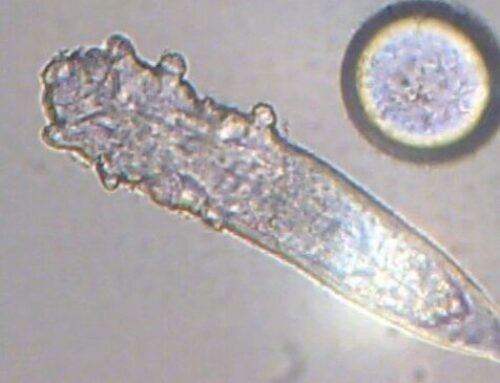 Demodecidosi: tot el que cal saber sobre el Demodex folliculorum