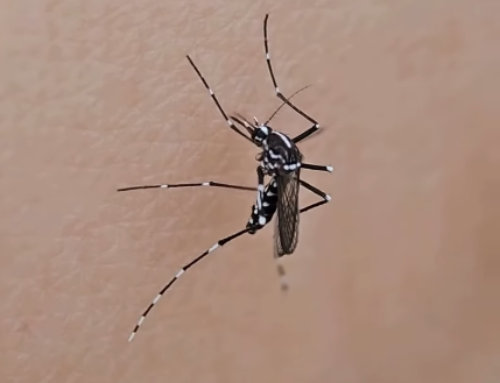 Repelente para mosquitos en Dermatología pediátrica: cómo elegirlo y utilizarlo en niños